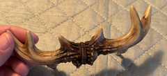 Hunting Den Man Cave Cabin Faux Deer Antler Pull Drawer Handle Cabinet Door 6″