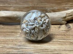 Live Seashell Filled Glass Drawer Pull Knob Cabinet Handles Gold Beach sea shell