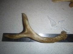 Set of 2 Cabin Lodge 9 1/4″ Faux Deer Antler Cabinet Pull Right Left Wind River