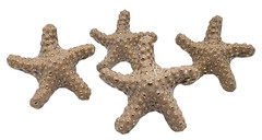 Set of FOUR Cabinet Drawer PULLS / KNOBS Ceramic STARFISH 3.5×3.5