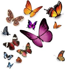 Waterproof Vinyl Car Stickers, Butterfly Scratch Cover Decals fo Color: Type C