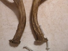 Set of 2 Cabin Lodge 7 1/2″ Faux Deer Antler Cabinet Pull Right Left Wind River