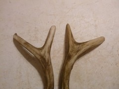Set of 2 Cabin Lodge 7 1/2″ Faux Deer Antler Cabinet Pull Right Left Wind River