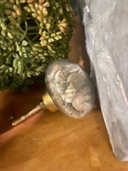 Live Seashell Filled Glass Drawer Pull Knob Cabinet Handles Gold Beach sea shell