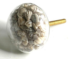 Live Seashell Filled Glass Drawer Pull Knob Cabinet Handles Gold Beach sea shell